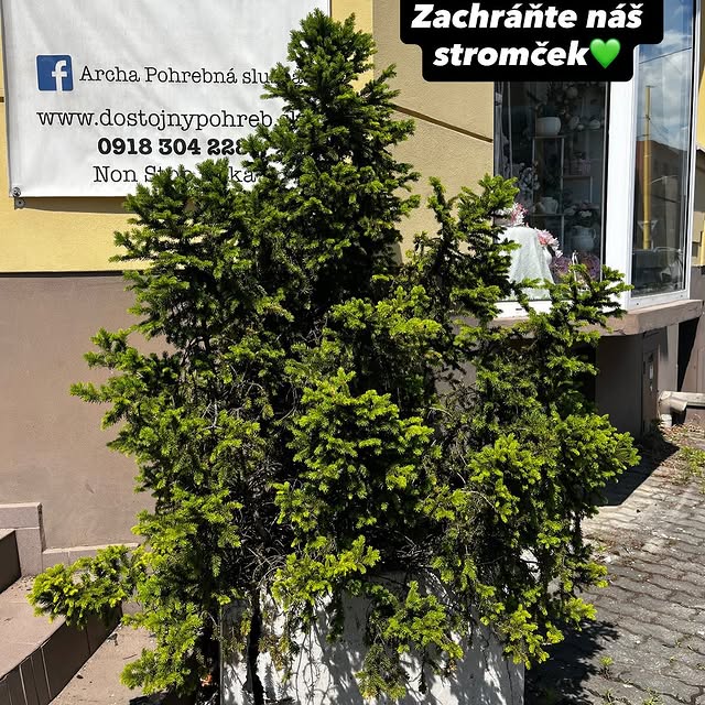 🌲🎉 SÚŤAŽ O STROMČEK 🎉🌲 Nášmu stromčeku sa prihodila menšia nehoda –…